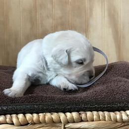 Mr Gray - Light golden male Golden Retriever puppy in Patterson, California from Trusted Valley Retrievers