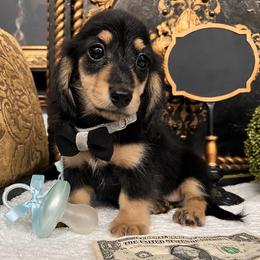 Boy 2 - Black and cream male Dachshund puppy in Collins, Georgia from Liberty Longhair Dachshunds
