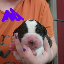 Girl 1 - Saint Bernard puppy in Lebanon, Oregon from Tonya Tate's Saint Bernards