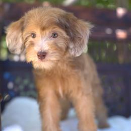 Bernedoodle and Cavapoo Puppies from Dulcito Doodles
