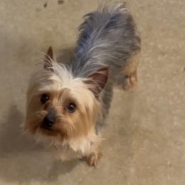 Ollie - Yorkshire Terrier