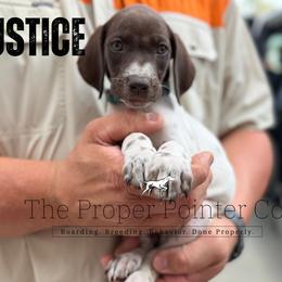 Justice - female German Shorthaired Pointer puppy in Six Mile, South Carolina from The Proper Pointer Co.