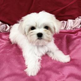 Little Girl - White female Maltese puppy in Phoenix, Arizona from Bella Dolce Maltese