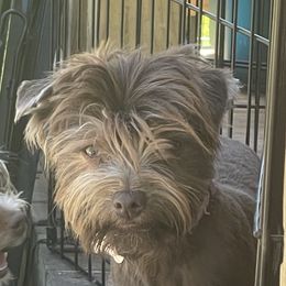 Raqi - Yorkshire Terrier
