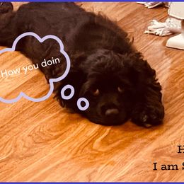 Cocker Spaniel Puppies from Angelic Cocker’s