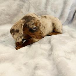 AKC Daisy - Dapple female Dachshund puppy in Laveen, Arizona from Acosta Kennel