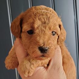 Cupcake Small Mini Poodle - Red  female Poodle puppy in Falcon, Missouri from Cedar House Heritage Poodles | AKC Toy & Miniature Poodle Puppies Raised in Home