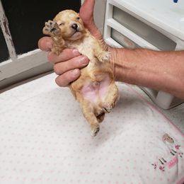 Male - Poodle puppy in Butler County, Missouri from Paws4PetsMO