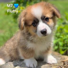 M7 - Red male Pembroke Welsh Corgi puppy in Jacksonville, Texas from ArmnalegRanch LLC