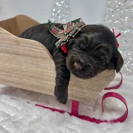 Hope (Red) - Chocolate female Australian Labradoodle puppy in Citrus Heights, California from Elite Blend Labradoodles