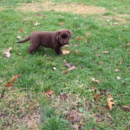 Labrador Retriever Puppies from Showtime Labradors