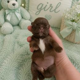 Stephanie mint - Chocolate female Shih Tzu puppy in Augusta, Maine from Zulas Shih Tzu of Maine
