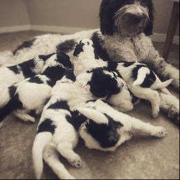 Aussiedoodle Puppies from Deason Doodles