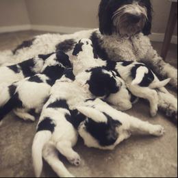 Aussiedoodle Puppies from Deason Doodles