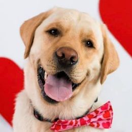 Labrador Retrievers from Quail Meadow Labradors