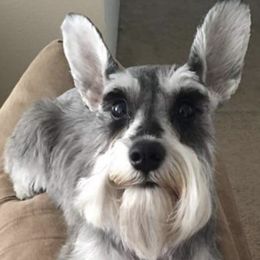 Miniature Schnauzers from Schnauzers on a Mission