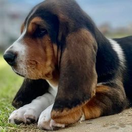 Basset Hounds from Sharpe's Basset Hounds