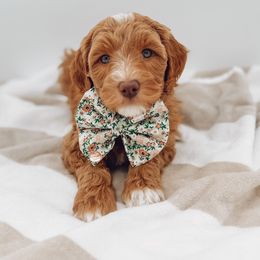 Goldendoodle Puppies from Summer Sun Doodles