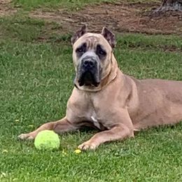 Cane Corso from DiCampo Cane Corso