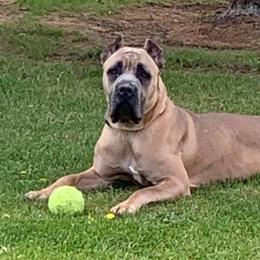 Cane Corso from DiCampo Cane Corso