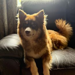 Calypso - Pomsky