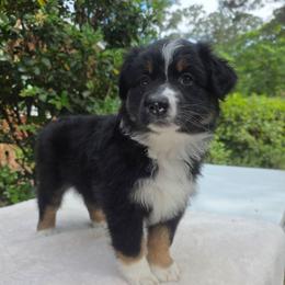 Hershey - Black tri-color female Australian Shepherd puppy in Summerville, South Carolina from Flowertown Aussies