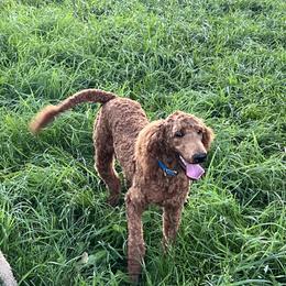Purple/Otis - Red  Poodle puppy in Bolivar, Missouri from J and S Farms