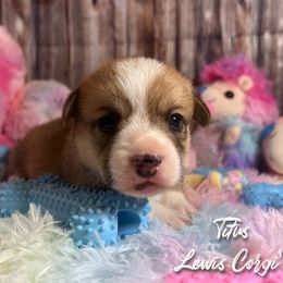 Australian Shepherd and Pembroke Welsh Corgi Puppies from Lewis Aussie’s & Corgi’s