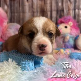 Australian Shepherd and Pembroke Welsh Corgi Puppies from Lewis Aussie’s & Corgi’s