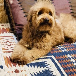 Zippy - Goldendoodle