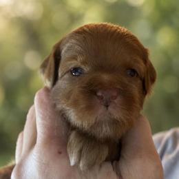 Sparkle - Red Collar - Apricot female Goldendoodle puppy in Huntsville, Alabama from Falcon Ridge Doodles
