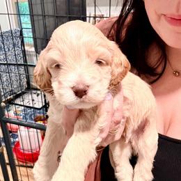 Joel (green) - Cream male Cockapoo puppy in Denver, Pennsylvania from Greenview Puppies