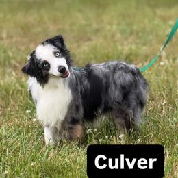 Culver - Miniature Australian Shepherd