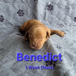 Benedict - Red male Labradoodle puppy in Genoa City, Wisconsin from Sakura Pups