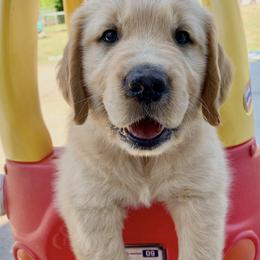 Golden Retriever Puppies from N.W. Mountain Retrievers