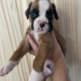 Boy 1 - Fawn male Boxer puppy in Staatsburg, New York from Rumors of Luv Boxers