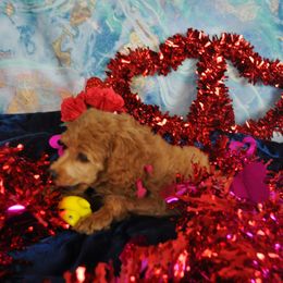 Poodle Puppies from Moyen Majestic Embrace Poodles (MOYEN ME)