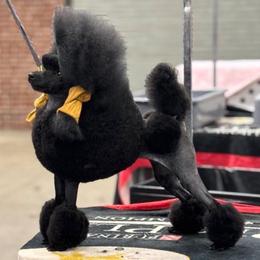 Bessie - Poodle