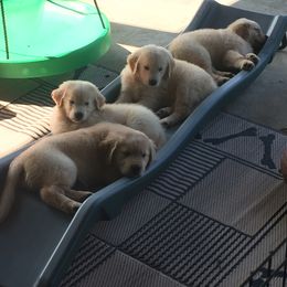 Golden Retriever Puppies from OPK GOLDENS