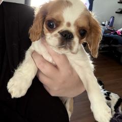 Enchanting Charlies Perfect Fit - Red and white female English Toy Spaniel puppy in Pennsylvania from Enchanting Charlies