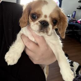 Enchanting Charlies Perfect Fit - Red and white female English Toy Spaniel puppy in Pennsylvania from Enchanting Charlies