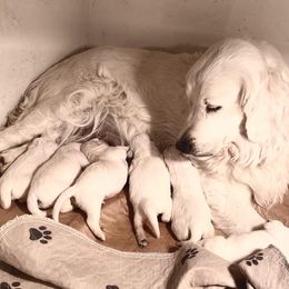 Golden Retriever Puppies from Risa’s Goldens