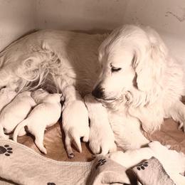 Golden Retriever Puppies from Risa’s Goldens