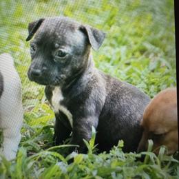 Odyssey - Sable and white female Teddy Roosevelt Terrier puppy in Cumming, Georgia from Barnett’s Rambling Terriers