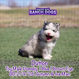 Dutton - Silver and white male Pomsky puppy in Humeston, Iowa from M.A.R. Dogs