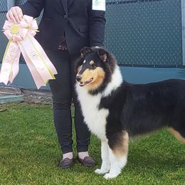 Collies from Kaslynkay's Collies