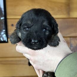 Irina - Black and red female German Shepherd puppy in Garland, Maine from Vom Schön Traumhund