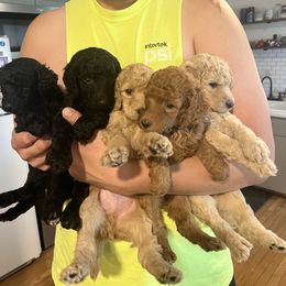 Poodle Puppies from Pawsable Prospects