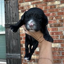 Waylon - Black male Cavapoo puppy in Thorndale, Texas from Hattie’s Texas Cavapoos