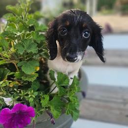 Domino Belle - Piebald female Dachshund puppy in Arthur, Illinois from Dachs and Poms
